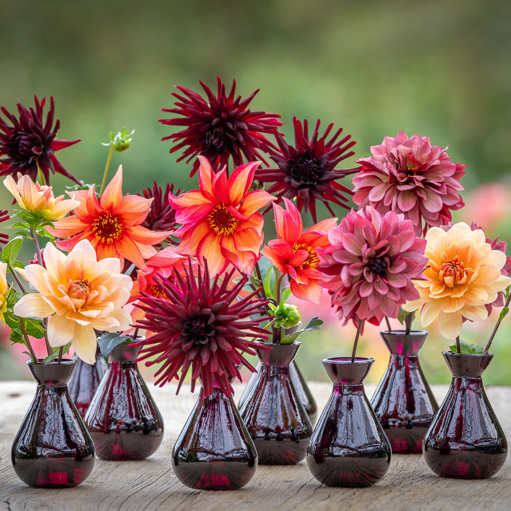 Sarah Raven Tom's Dahlia Collection Dahlien 4 Knollen Mix