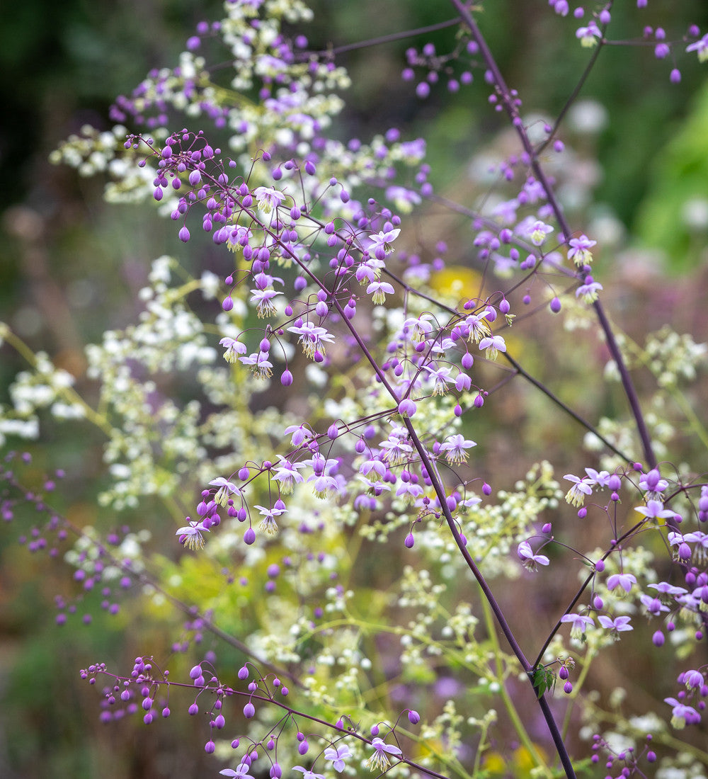 Sarah Raven Plants Thalictrum Border Collection Staude 6x9cm mix