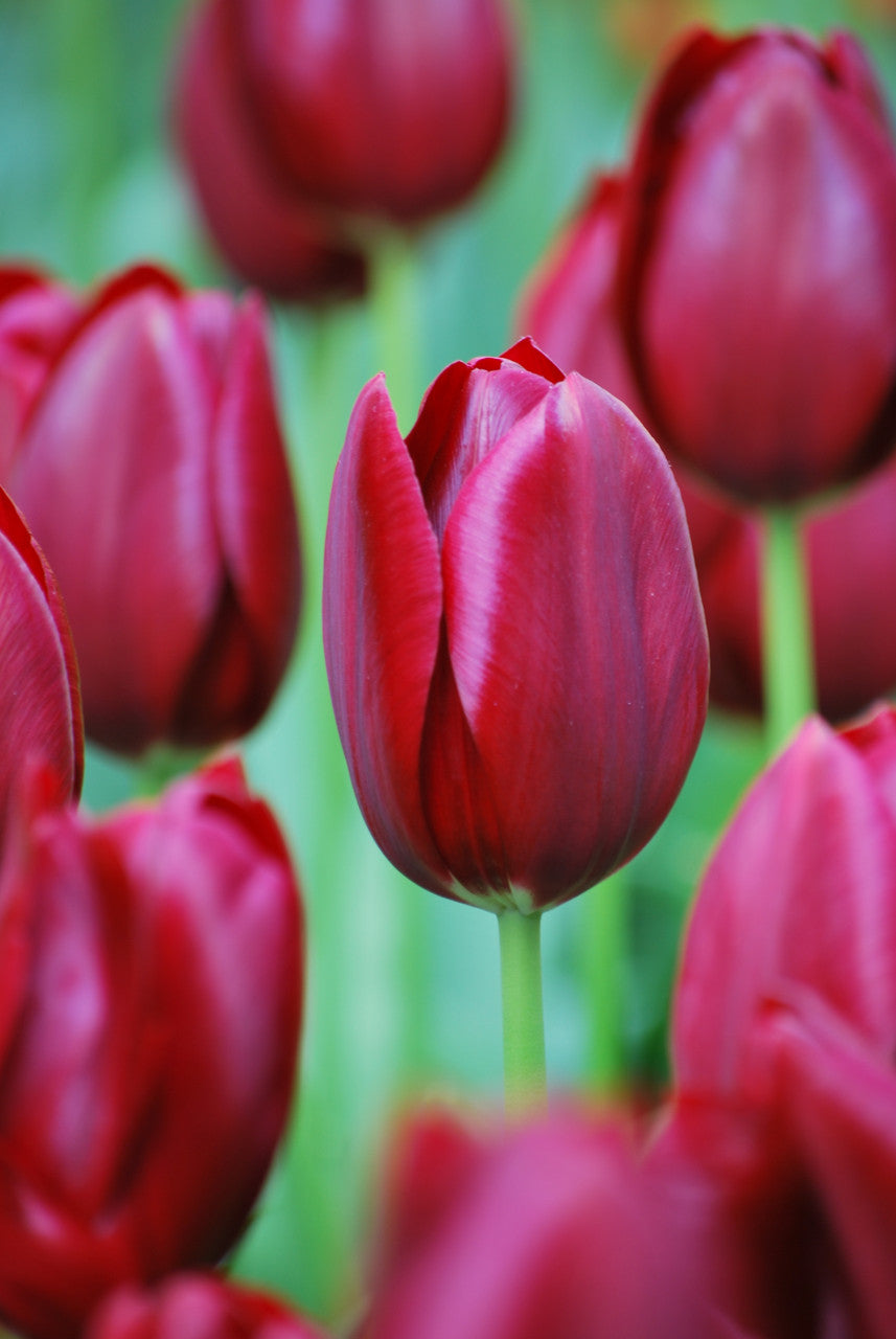 Sarah Raven Bulbs Tulip National Velvet Tulpenzwiebeln 10 Stück dunkel