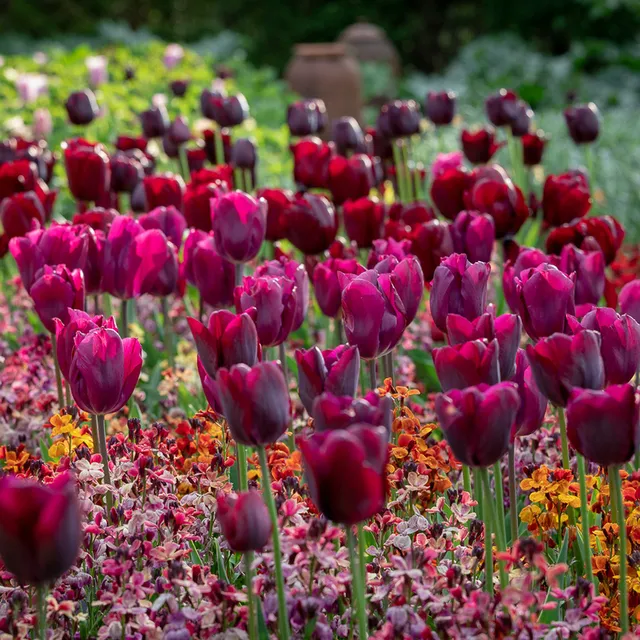 Sarah Raven Bulbs Rich Velvet Tulip Colour Splash Mix 90 Zwiebeln