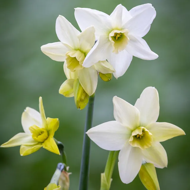 Sarah Raven Narcissus Polar Hunter 15 Zwiebeln duftend