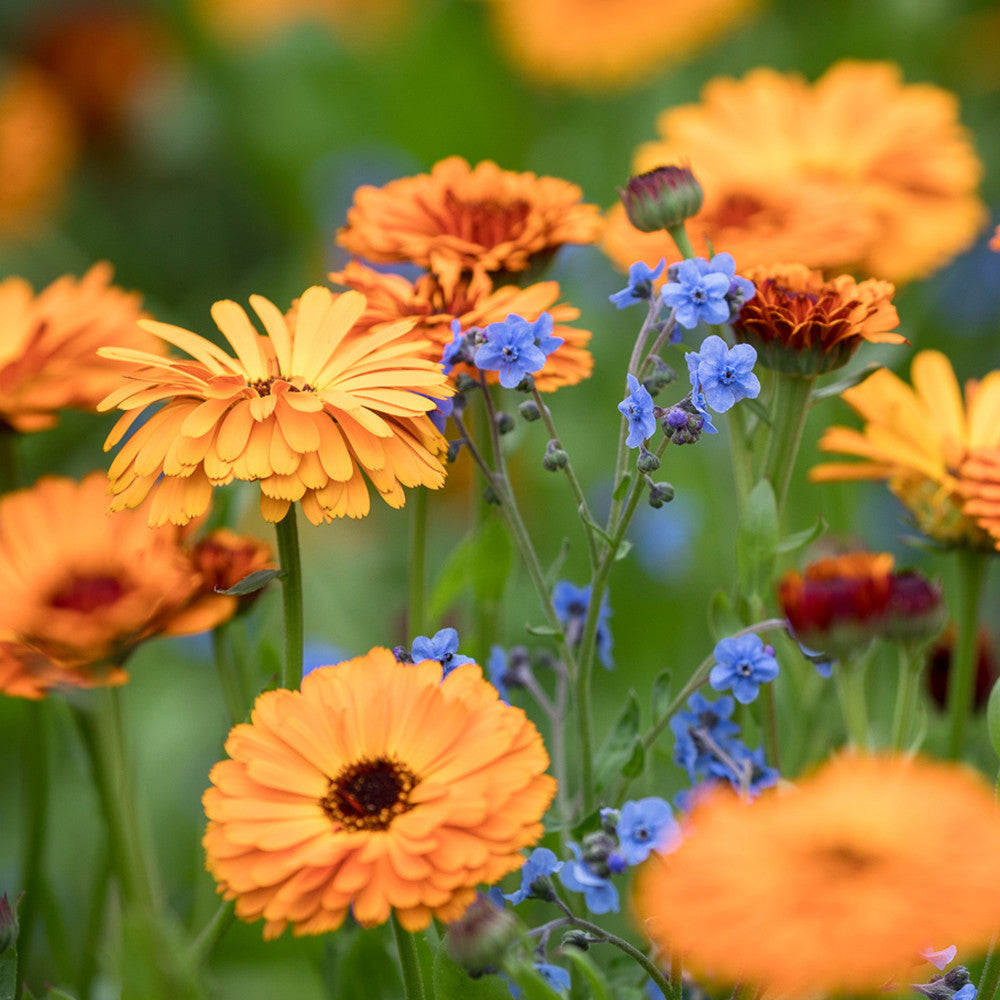 Sarah Raven Plants Calendula Indian Prince Samen 125 Samen