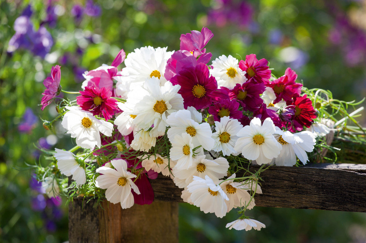 Sarah Raven Seeds Ultimate Cosmos Collection Blumensamen 100 Samen