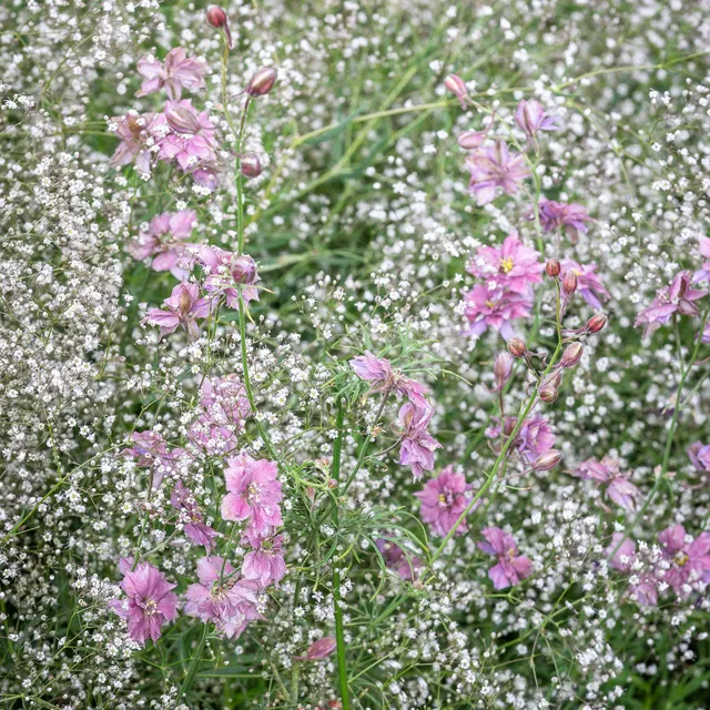 Sarah Raven Seeds Sea Mist Blumensamen 2 Packungen Schnitt