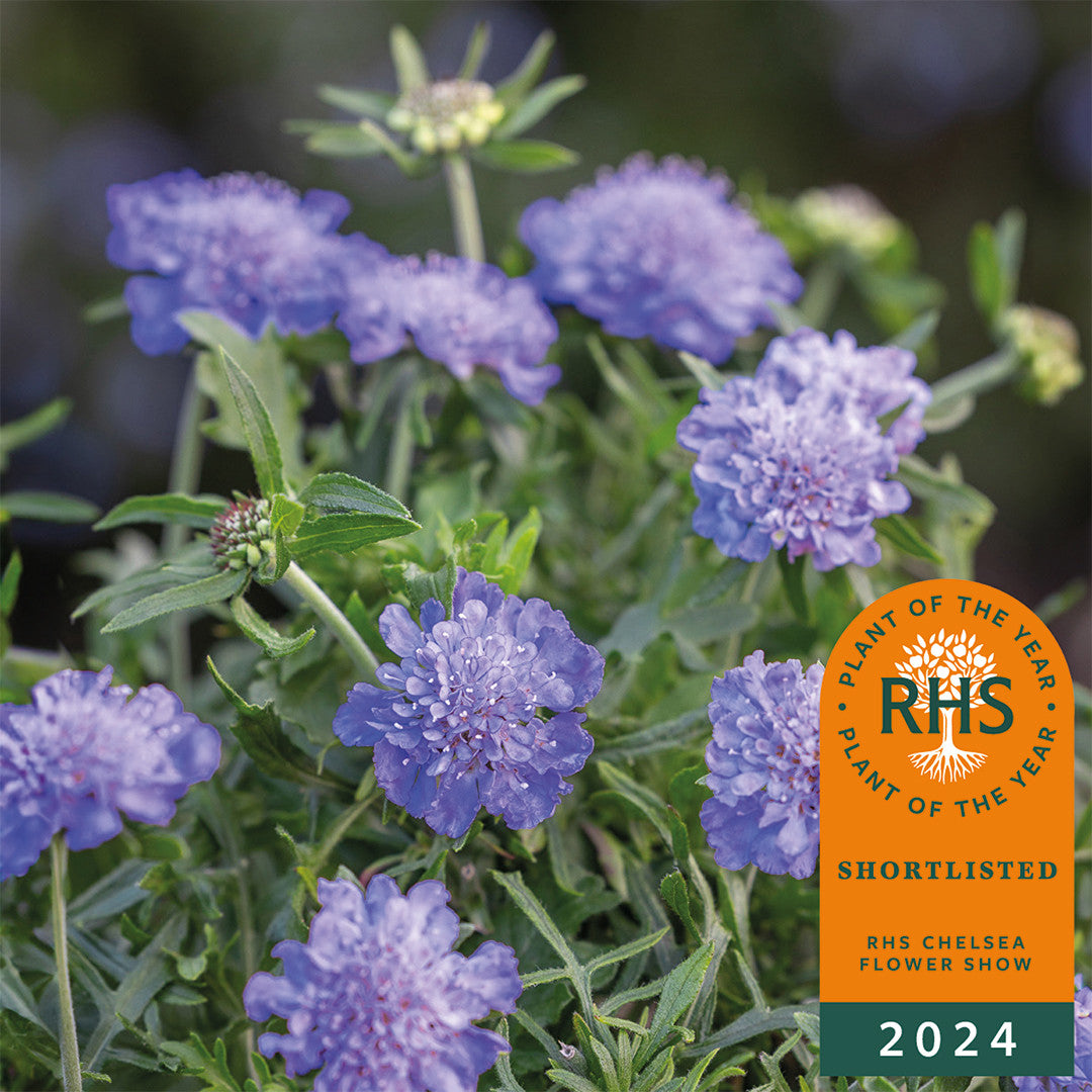 Sarah Raven Plants Scabiosa Kudo Blue Pflanze 3x 9cm Topf