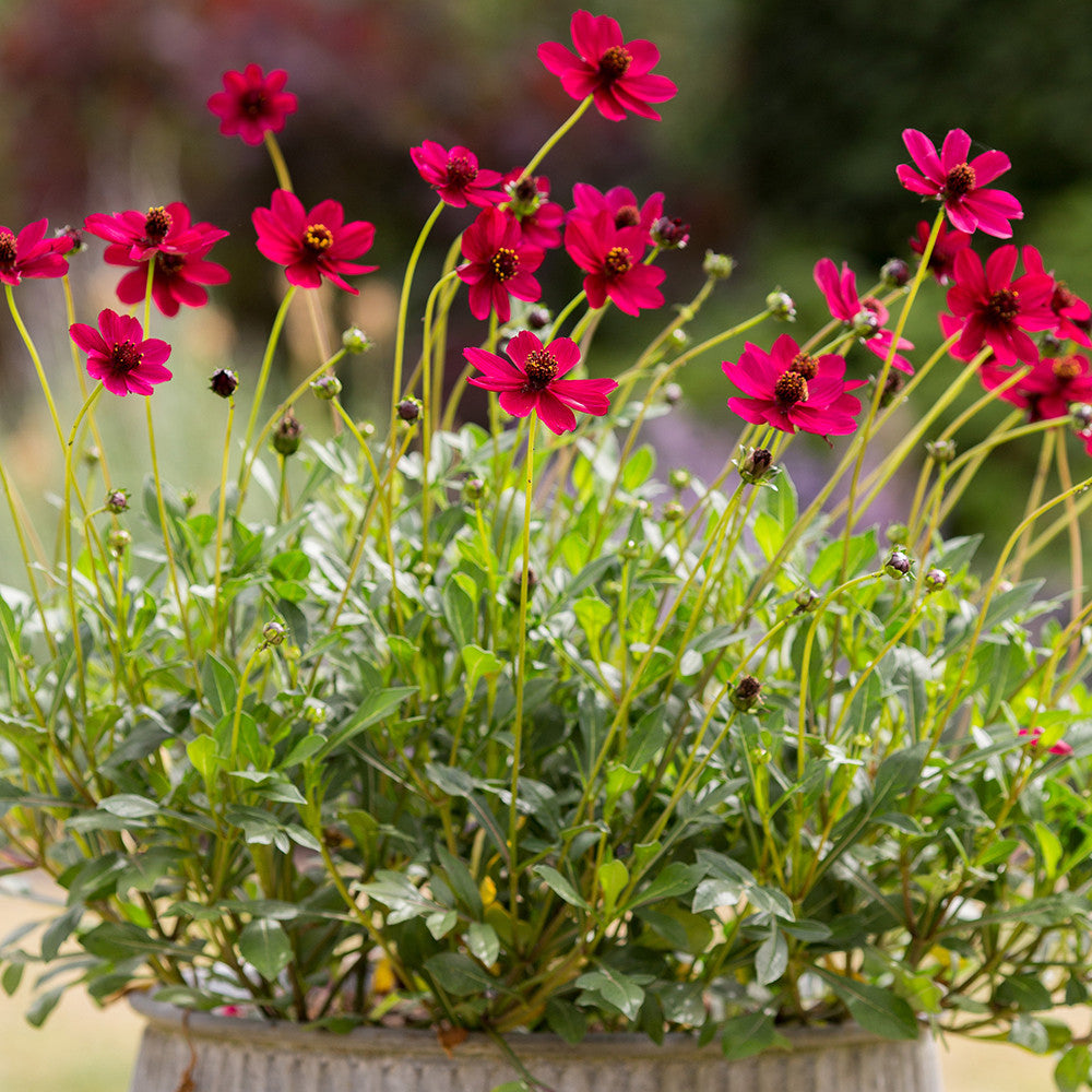 Sarah Raven Plants Cosmos Cherry Chocolate Pflanze 3x9cm Topf Duft