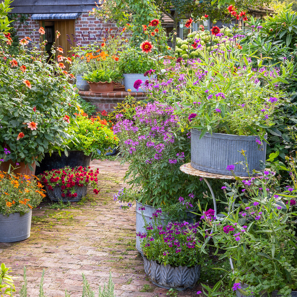 Sarah Raven Offene Gartentage August September Ticket Garten