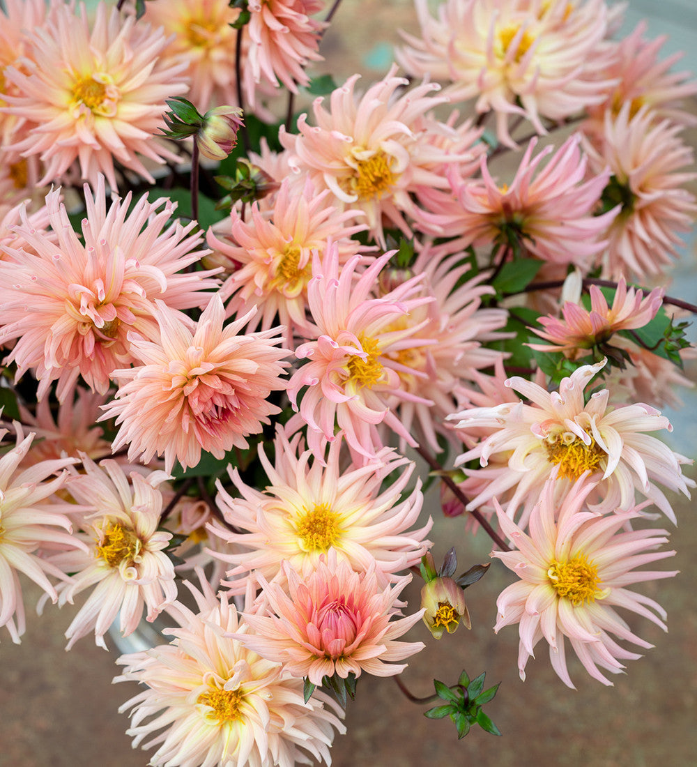 Sarah Raven Bulbs Dahlia Preference Dahlienknolle 1 Knolle schnittfest