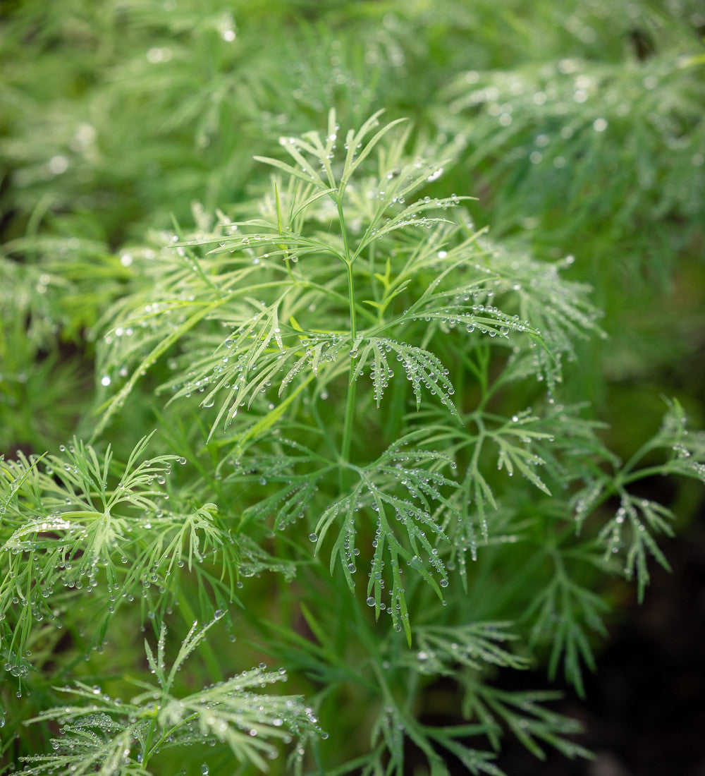 Sarah Raven Plants Dill Anethum Samen Bio 750 Stück Küche