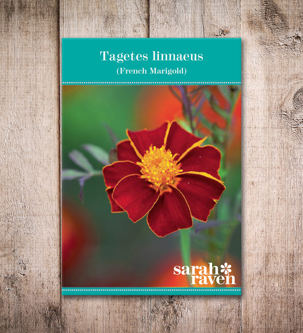 Sarah Raven Seeds Tagetes Burning Embers Blumensamen 50 Samen