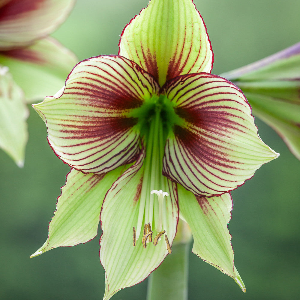 Sarah Raven Bulbs Amaryllis Papillio Blumenzwiebel 1 Zwiebel rot