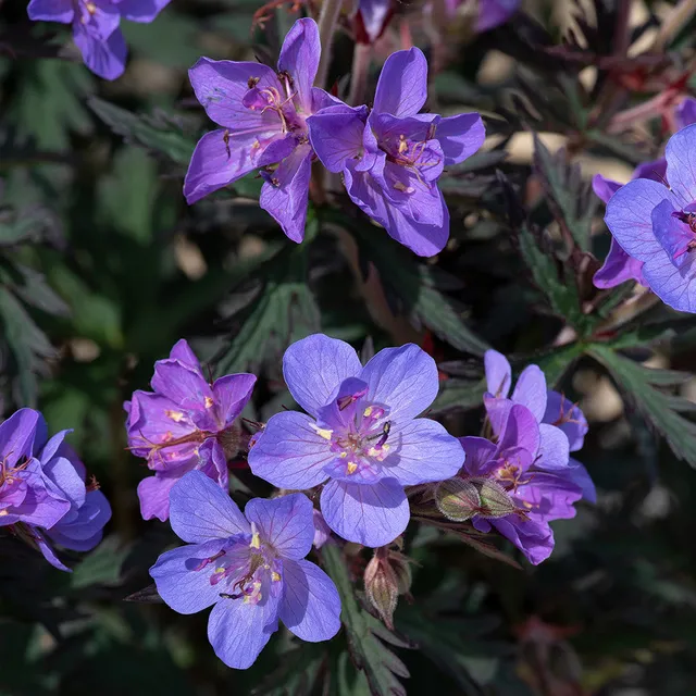 Sarah Raven Geranium pratense Storm Cloud Staude 3x 9cm Topf blau-violett