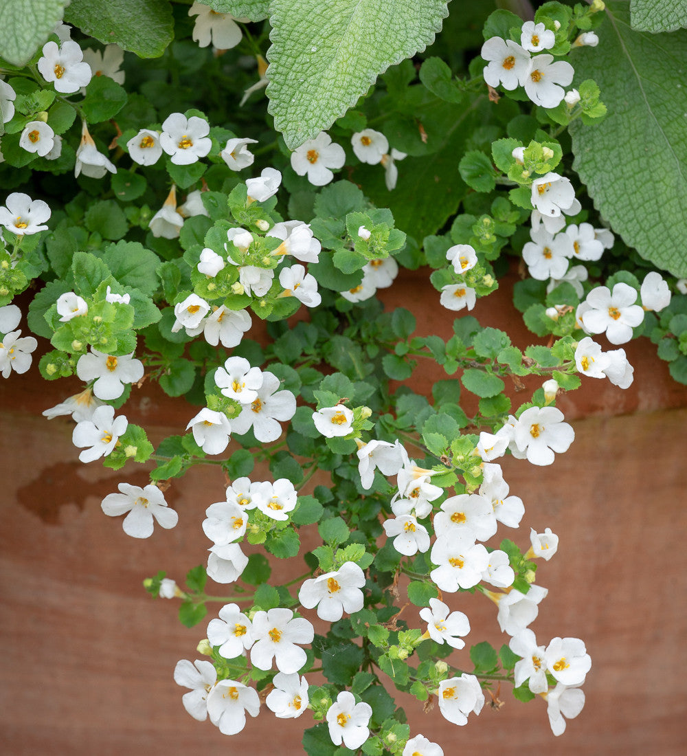 Sarah Raven Snowflake Bacopa Hängepflanze 3x 9cm weiß