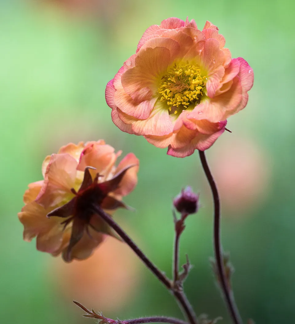 Sarah Raven Geum Mai Tai Staude 3x 9 cm Topf apricot-rosa