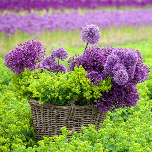 Sarah Raven Bulbs Successional Allium Kollektion Zwiebeln 21 Stück