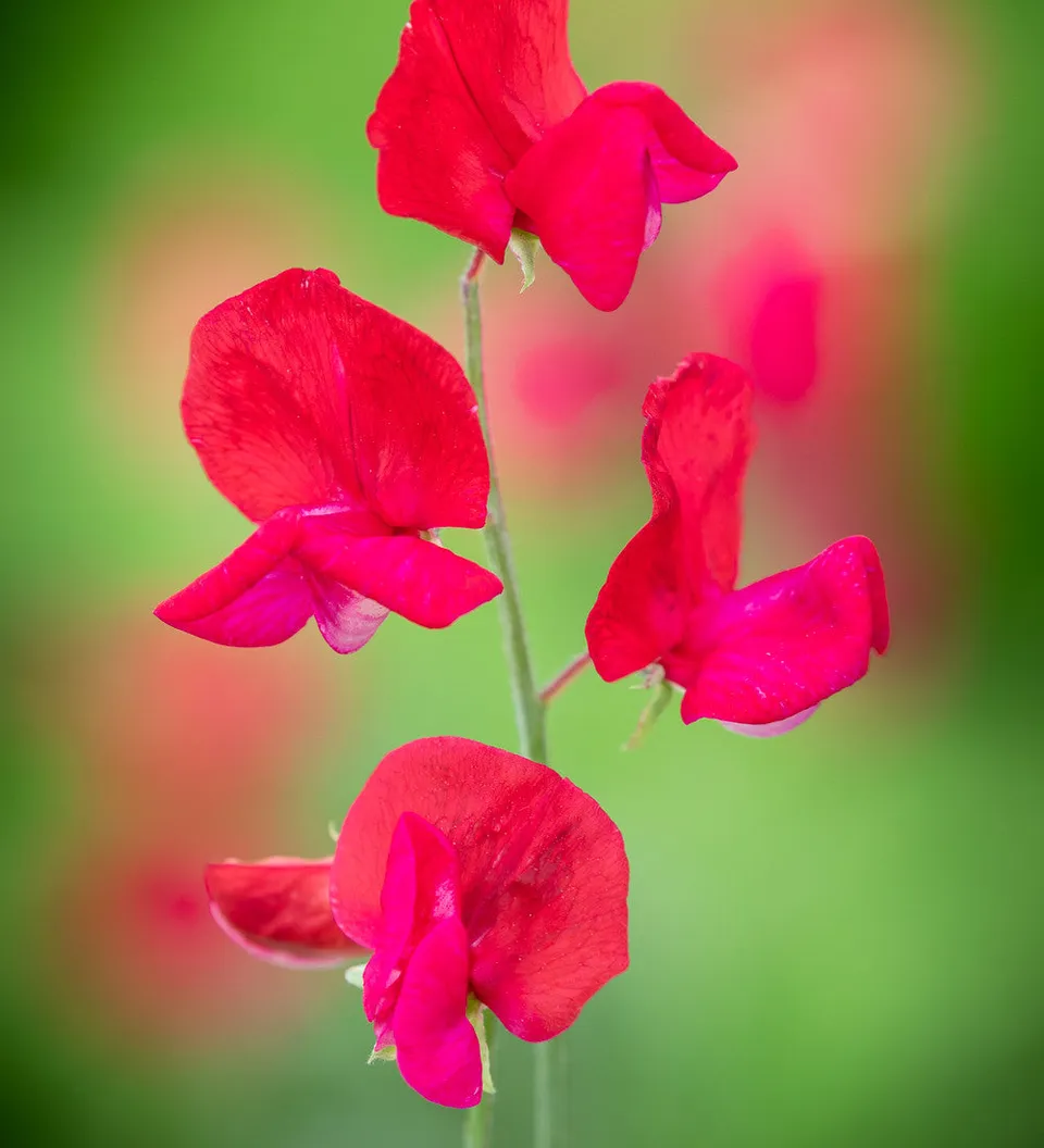 Sarah Raven Sweet Pea Winston Churchill Wicke 20 Samen rot