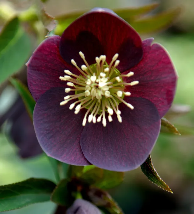 Sarah Raven Helleborus Pretty Ellen Purple 2L Topf