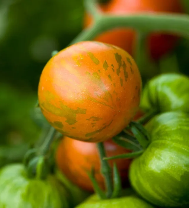 Sarah Raven Seeds Tomate Tigerella Samen 50 Samen gestreift