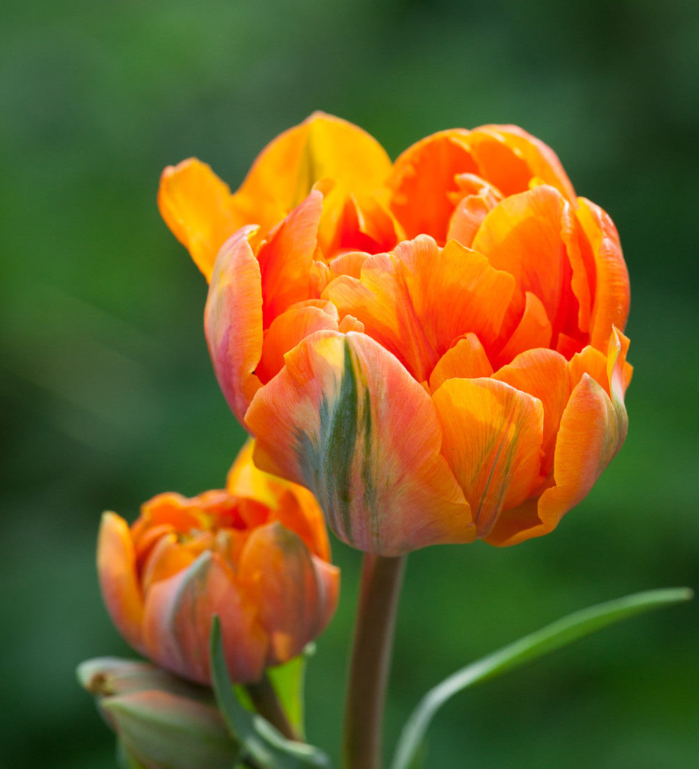 Sarah Raven Bulbs Dark Peony Tulpenzwiebeln 20 Stück gefüllt