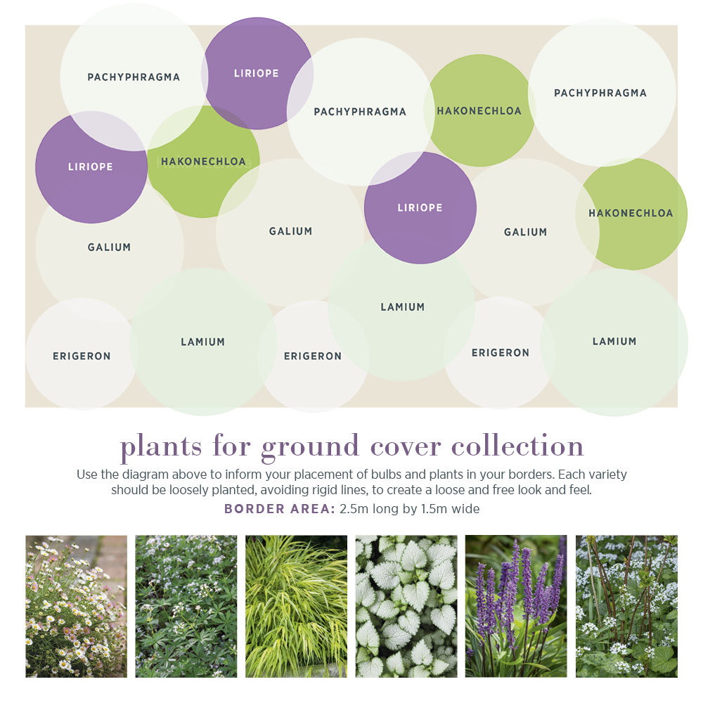 Sarah Raven Plants Bodendecker Border Collection 18x 9cm Topf