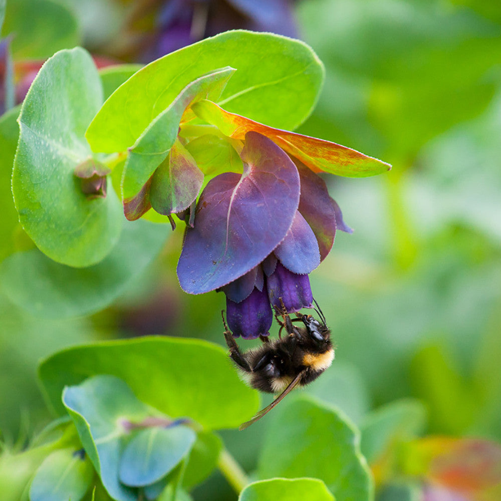 Sarah Raven Plants Cerinthe major Purpurascens Blumensamen 12 Samen