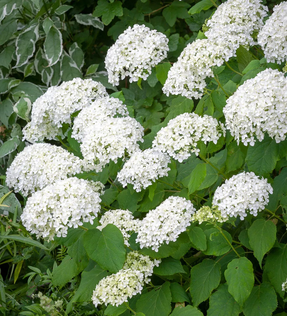 Sarah Raven Hydrangea Annabelle Hortensie 2L weiß