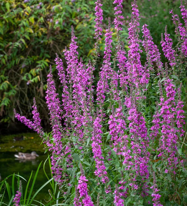 Sarah Raven Plants Blutweiderich Lythrum Samen 20 Samen lila