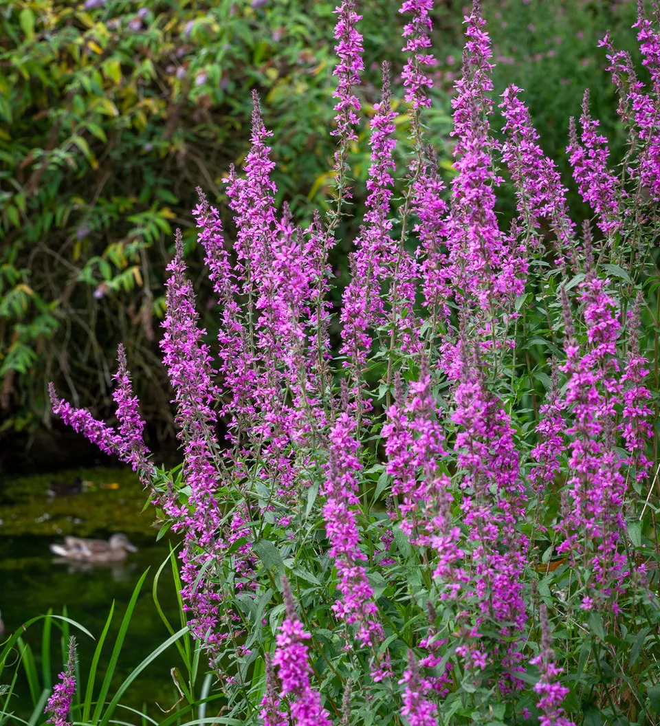 Sarah Raven Plants Blutweiderich Lythrum Samen 20 Samen lila