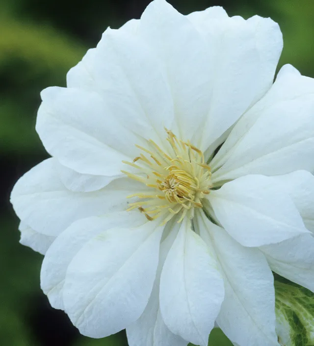 Sarah Raven Clematis Duchess of Edinburgh 2 Liter