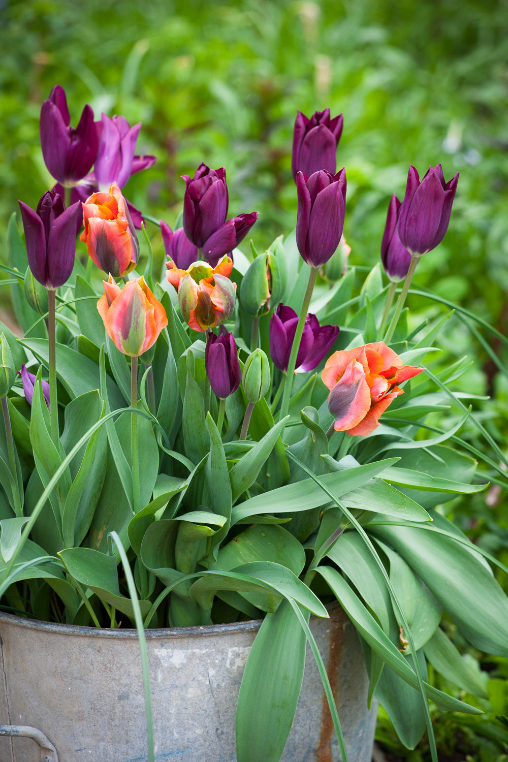 Sarah Raven Bulbs Tulip Artist Tulpenzwiebeln 10 Zwiebeln Orange-Grün