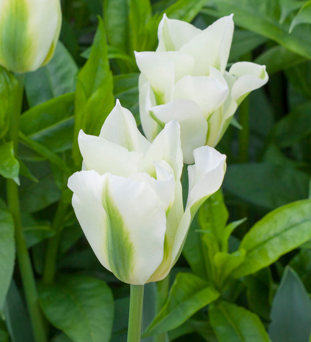 Sarah Raven Bulbs Super Perennial Tulpenmischung 30 Blumenzwiebeln