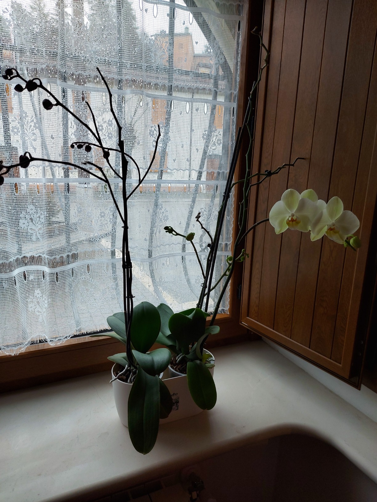 elho Brussels Orchidee Duo Blumentopf 25 cm transparent Doppel