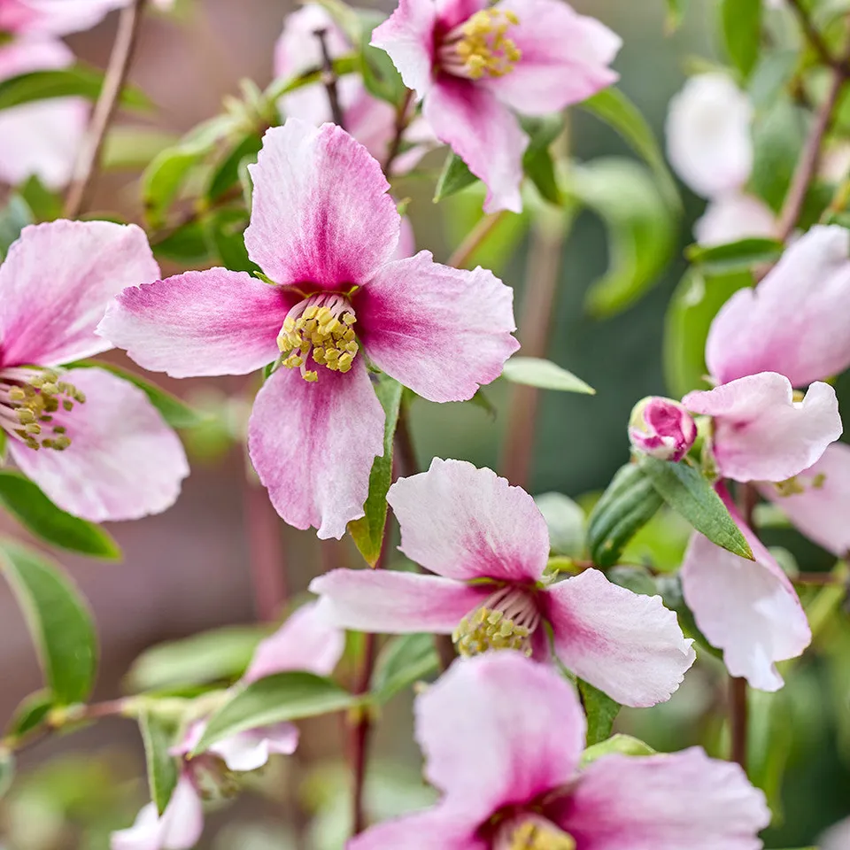 Sarah Raven Plants Philadelphus Petite Perfume Pink Pflanze 2L Topf rosa