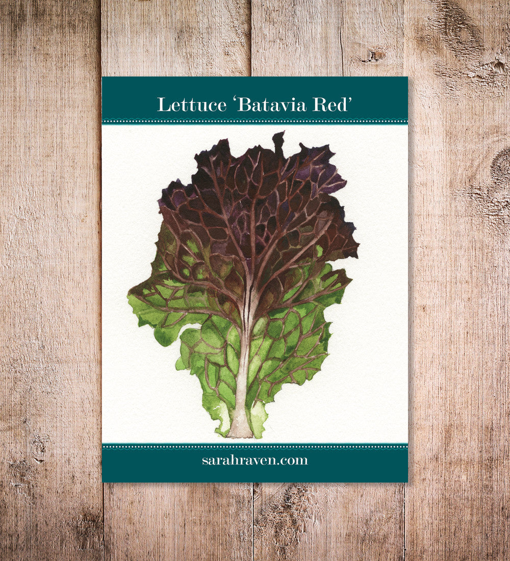 Sarah Raven Seeds Salat Batavia Red Salatsamen 750 Samen