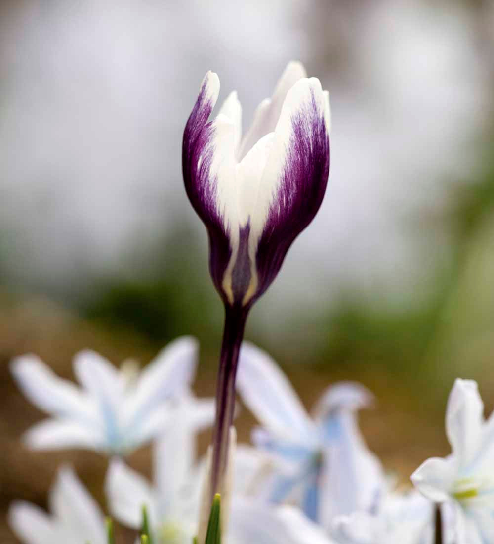 Sarah Raven Bulbs Krokus Ladykiller Blumenzwiebel 25 Knollen