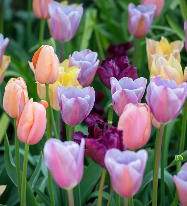 Sarah Raven Fruit Salad Tulpen Blumenzwiebeln 25 Stück apricot-lila