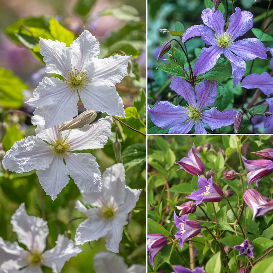 Sarah Raven Plants Crown Clematis Collection Kletterpflanze 3x2L rosa