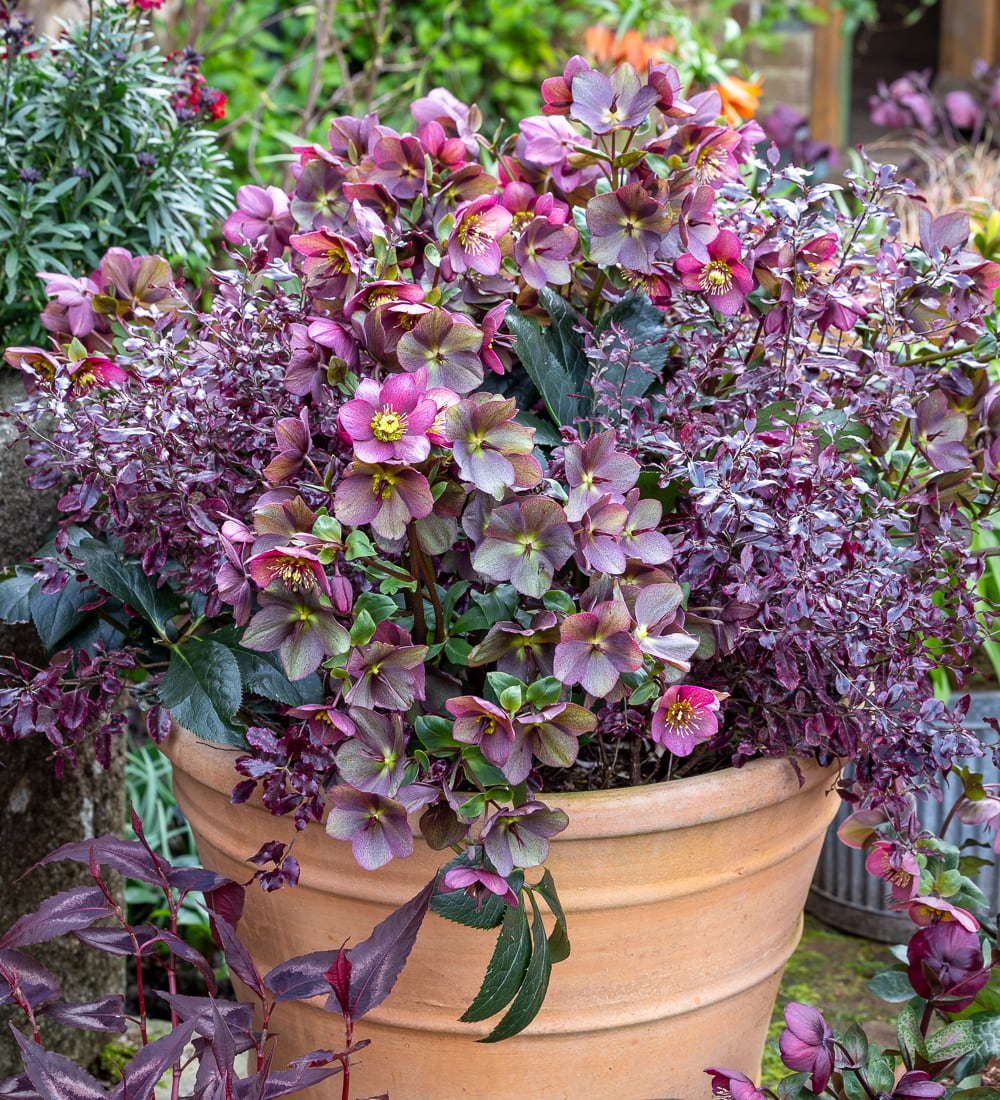 Sarah Raven Perennial Pot Collection Gartenpflanzen 3 Töpfe Helleborus