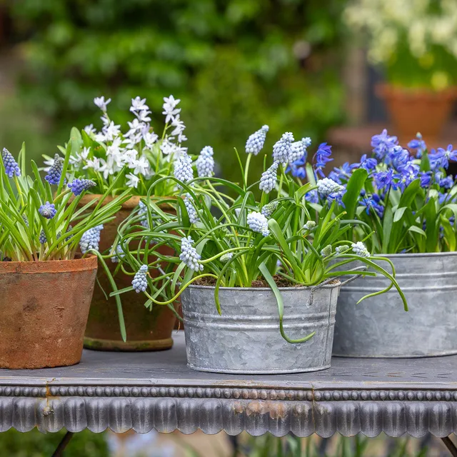 Sarah Raven Town Garden Spring Blumenzwiebeln 60 Stück blau