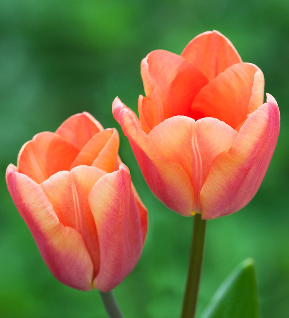 Sarah Raven Bulbs Tulip Camassia Drift Mix Blumenzwiebeln 80 Stück