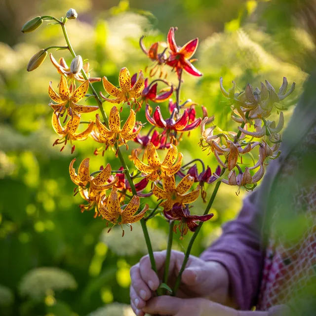 Sarah Raven Bulbs Martagon Lily Collection Blumenzwiebeln 9 Zwiebeln Schatten