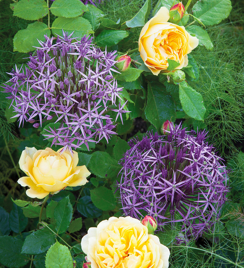 Sarah Raven Bulbs Allium cristophii Zwiebeln 15 Zwiebeln lila