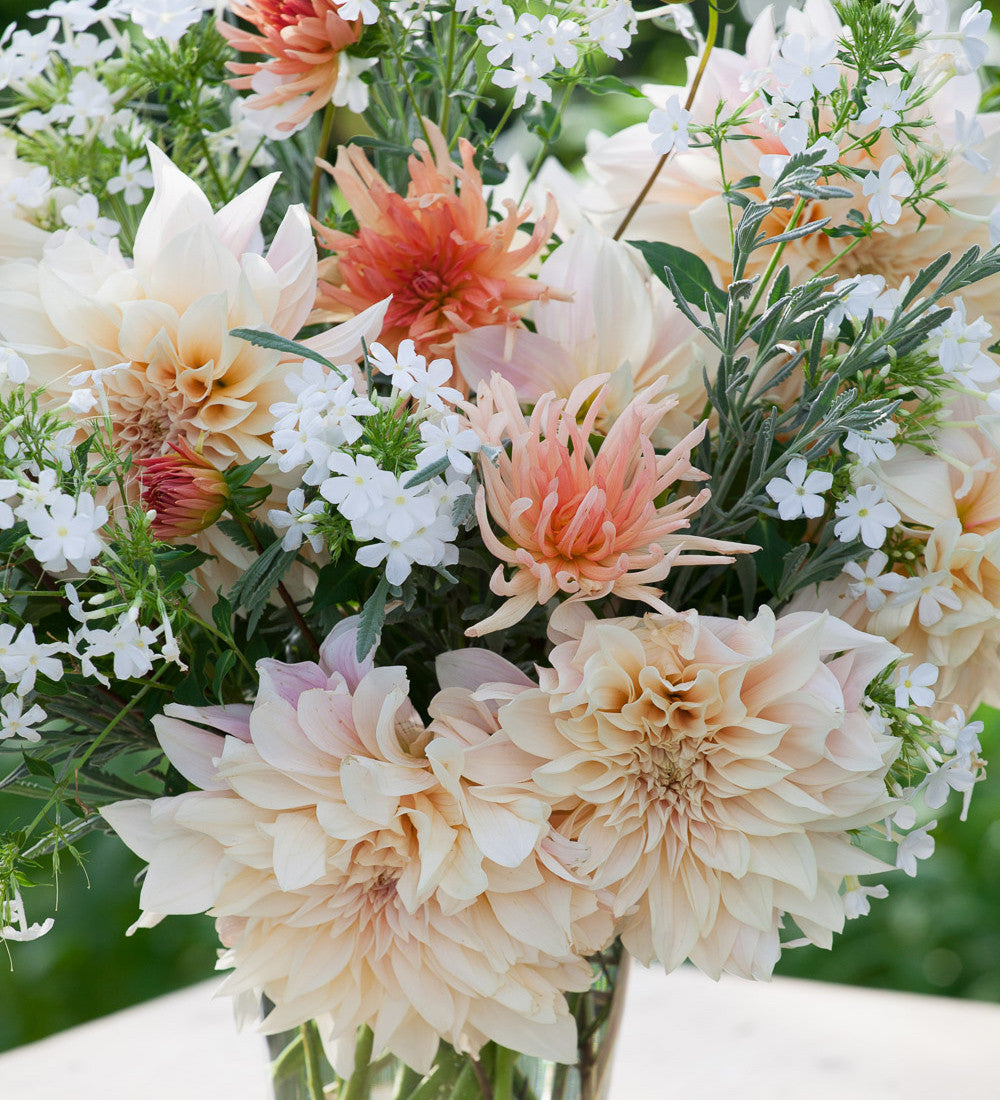 Sarah Raven Bulbs Dahlie Café au Lait Blumenzwiebel 3 Knollen creme-rosa