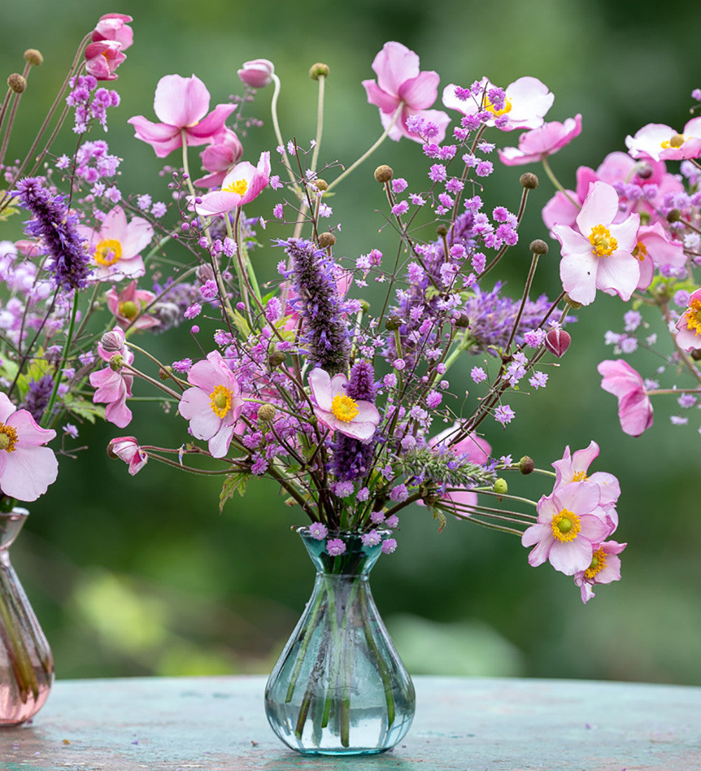 Sarah Raven Plants Anemone Robustissima Pflanze 1 x 2 Liter Topf rosa