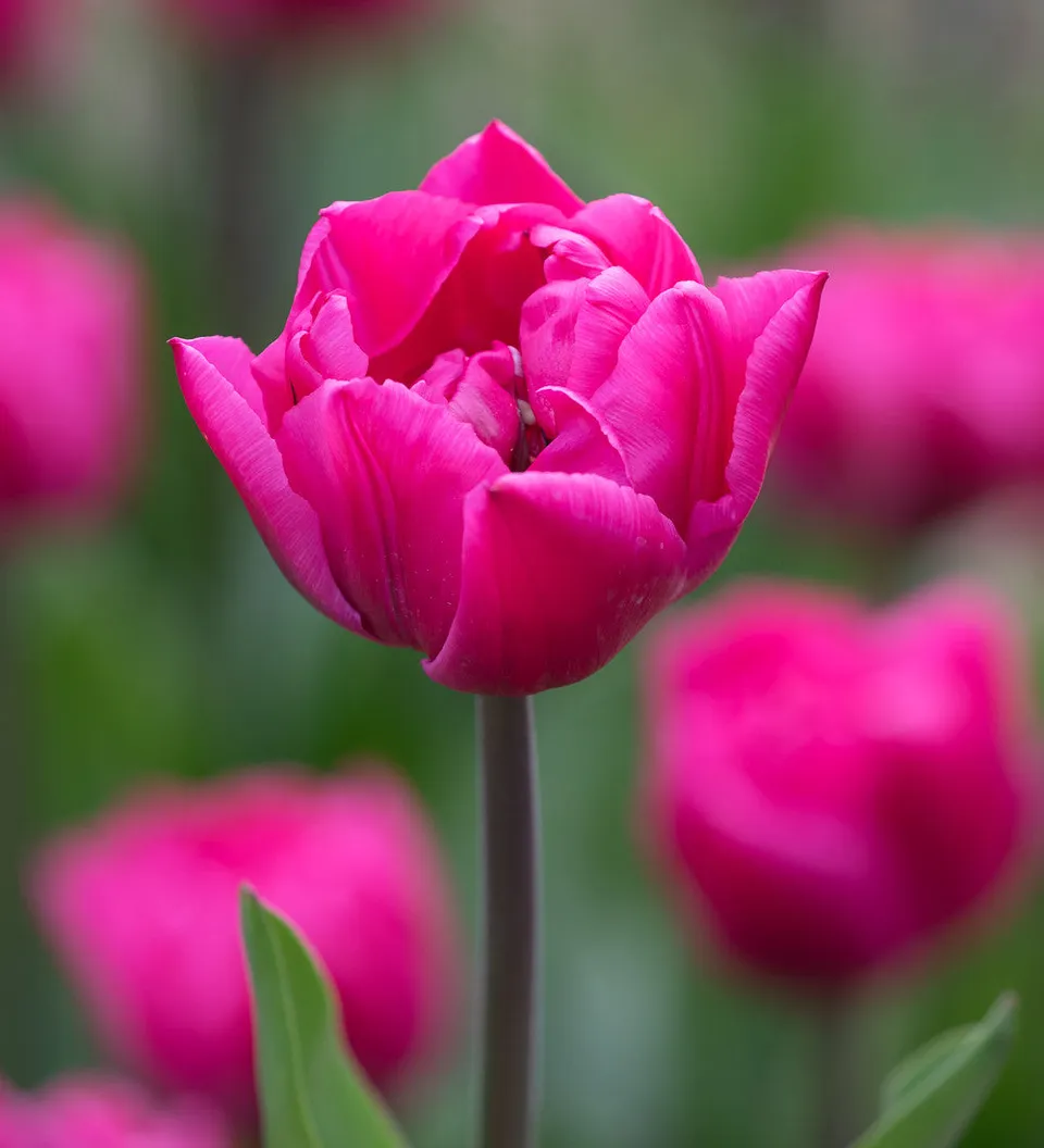 Sarah Raven Bulbs Tulip Queen Jewel Tulpenzwiebeln 10 Zwiebeln Gefüllt