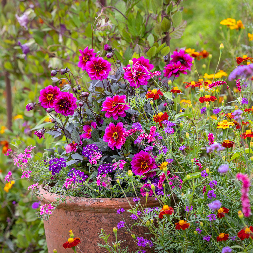 Sarah Raven Plants Purple Nights Pflanzen 6x9cm lila Biene
