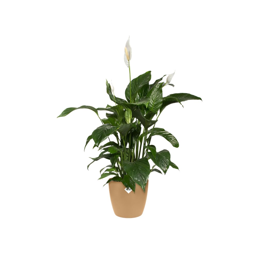 elho Brussels Rund 14 Blumentopf braun Cookie 13,5 cm recycelt