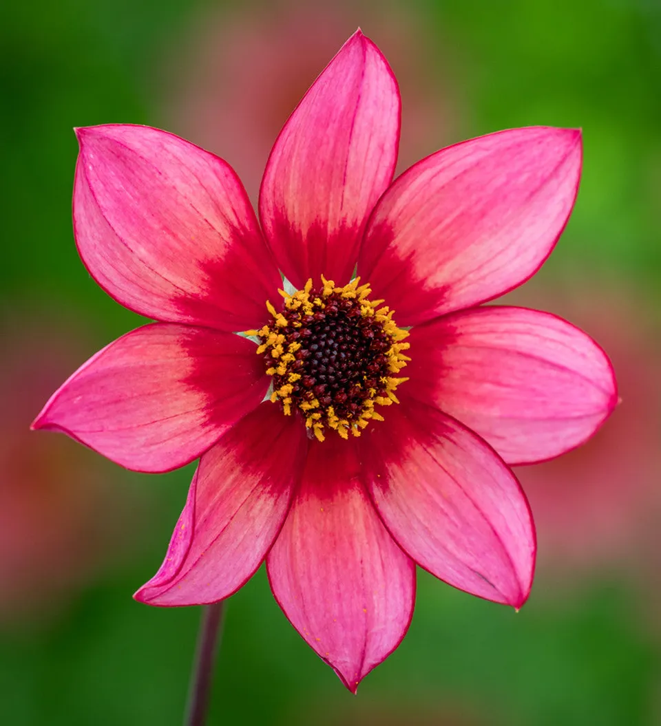 Sarah Raven Bulbs Dahlie Lou Farman Knolle 1 Stück rosa einfach
