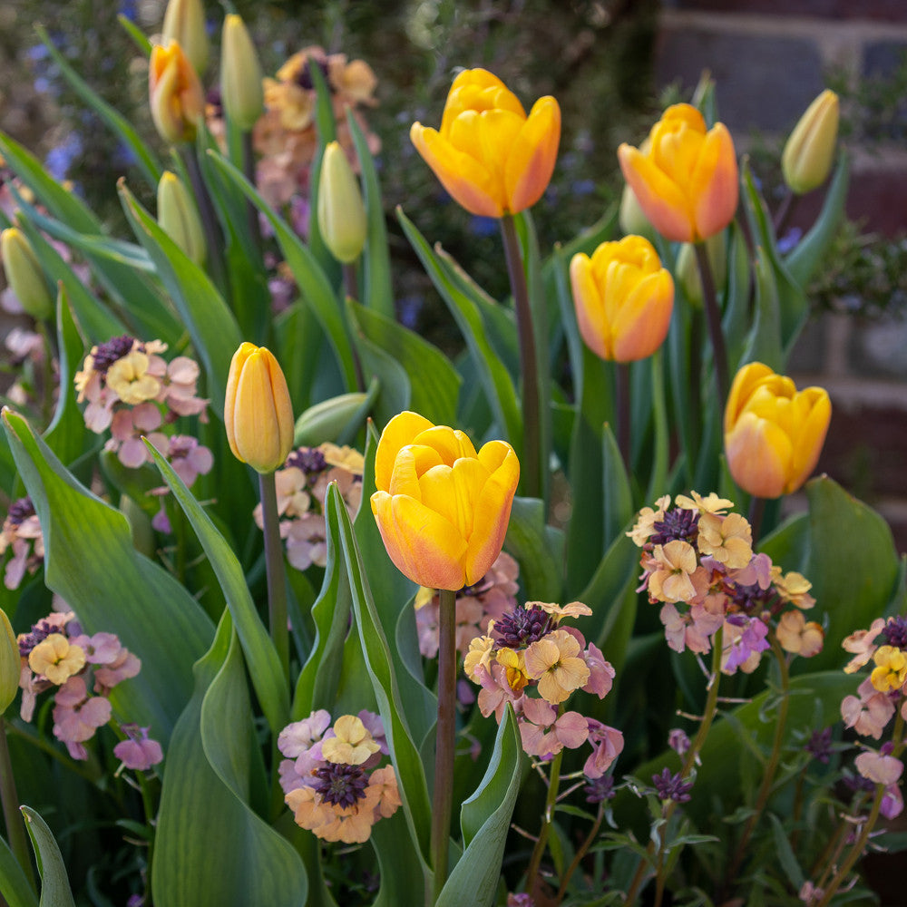 Sarah Raven Tulip Bellville Blumenzwiebeln 10 gelb