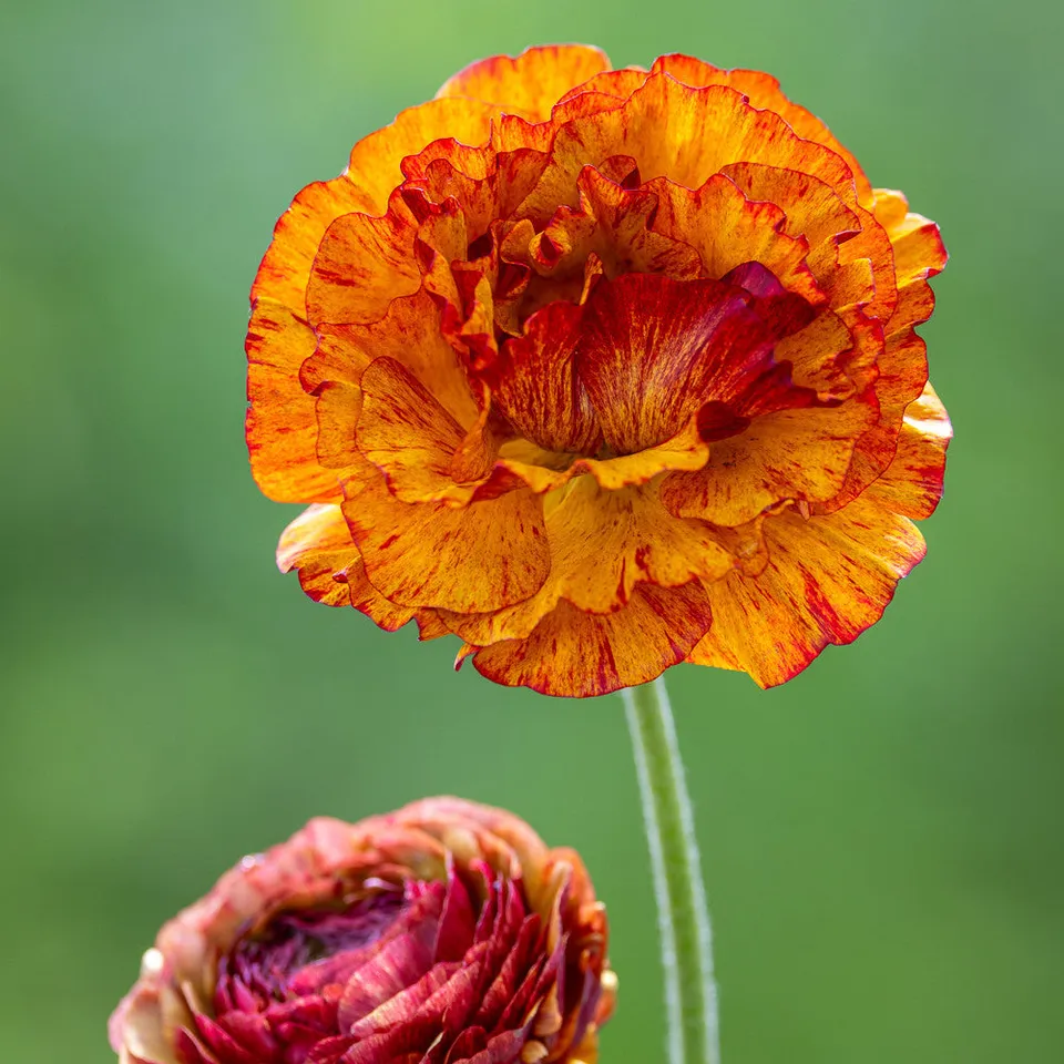 Sarah Raven Bulbs Ranunculus Aviv Picotee Café Knollen 15 St. exotic